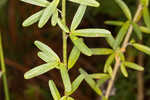 Narrowleaf lespedeza